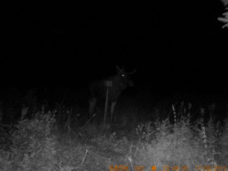 älgtjur minst 3 taggar