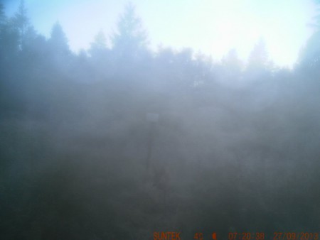 smaldjur nära kameran mycket dimma