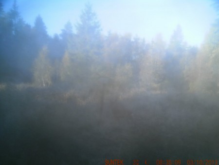 dimmigt rådjur vid saltstenen