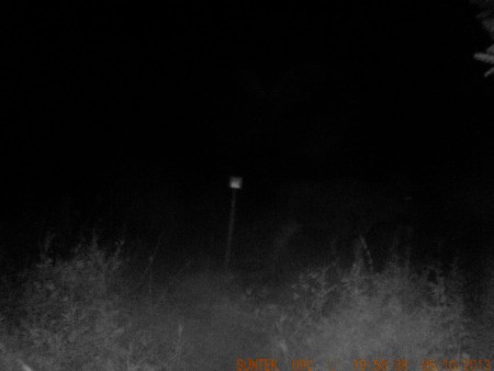 dålig bild på älg till hö