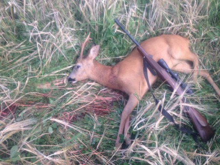 Farsans bock 16 augusti 2014